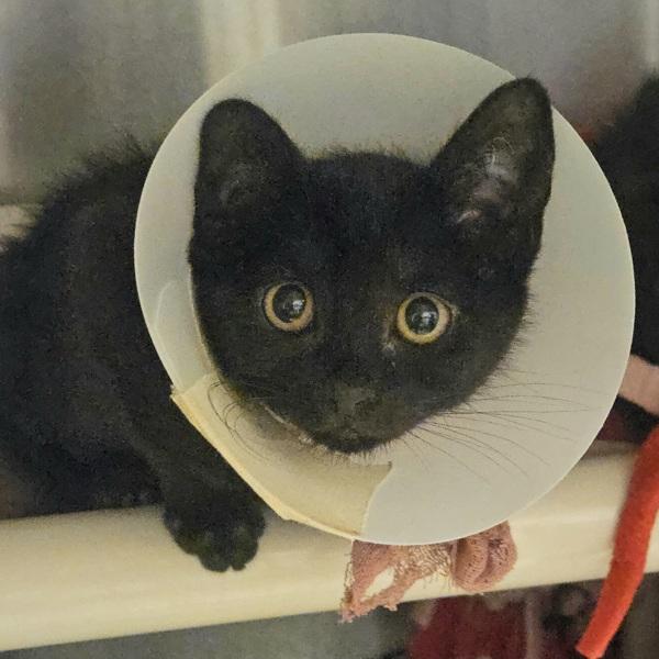 Finch, Adoptable, Kitten Female Domestic Short Hair.