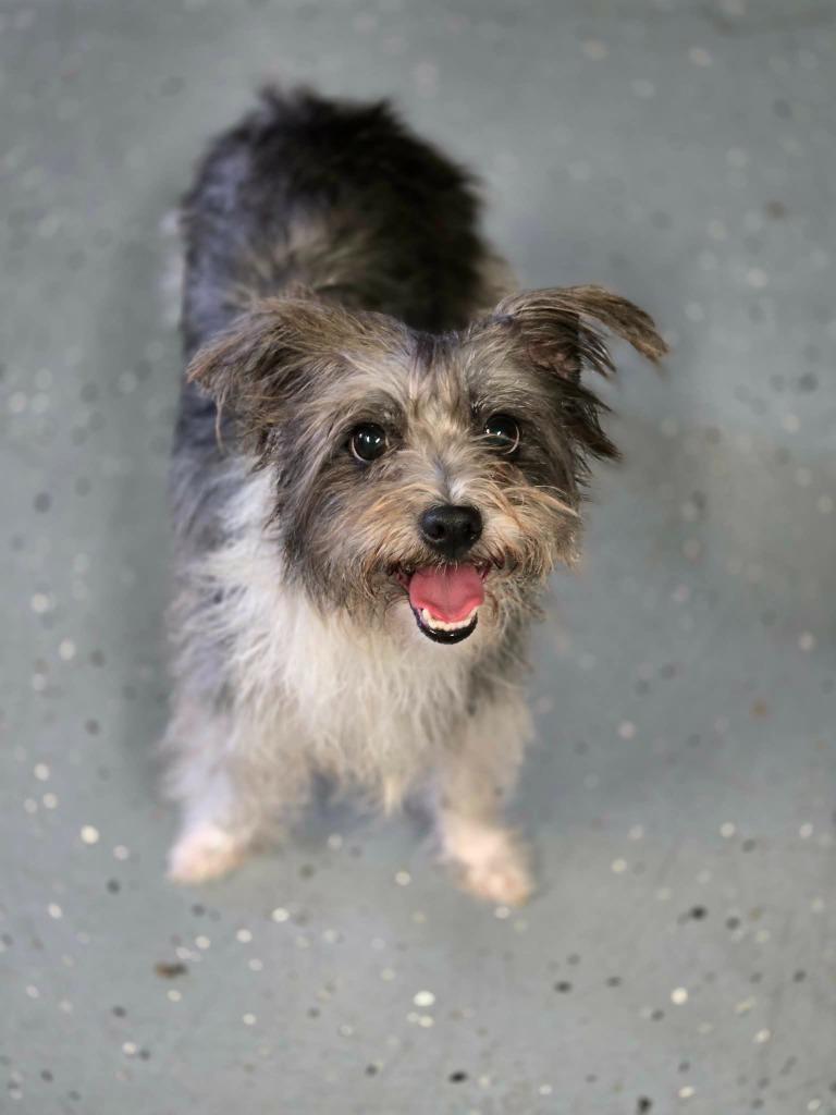 PEPPER, a Adopted Terrier in Moberly, MO image 1/2