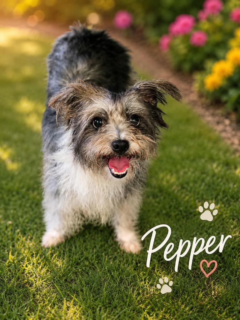 PEPPER, a Adopted Terrier in Moberly, MO image 2/2