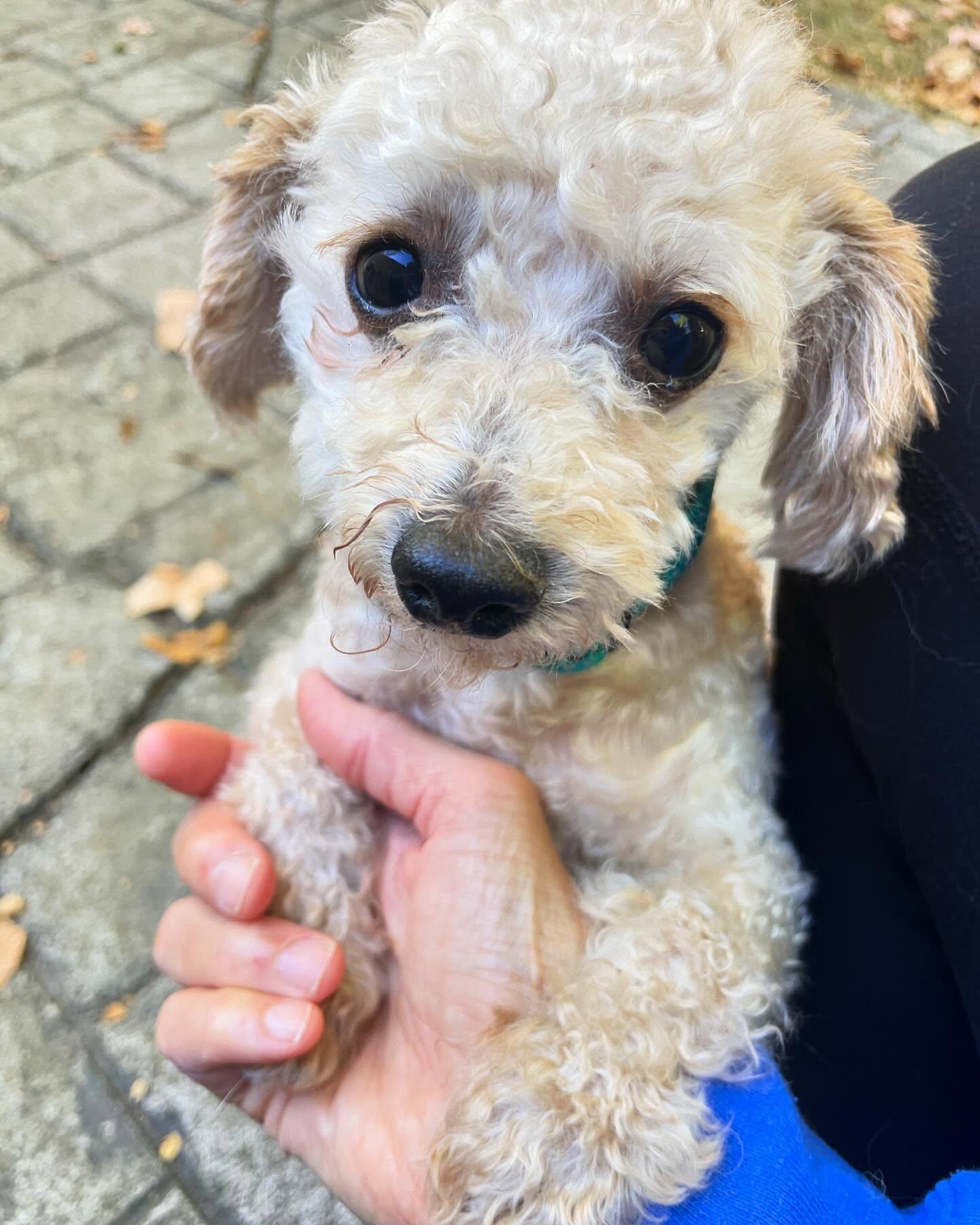 Enlarge Lucky, a Adopted Cavapoo in Fort Wayne, IN image 3/3