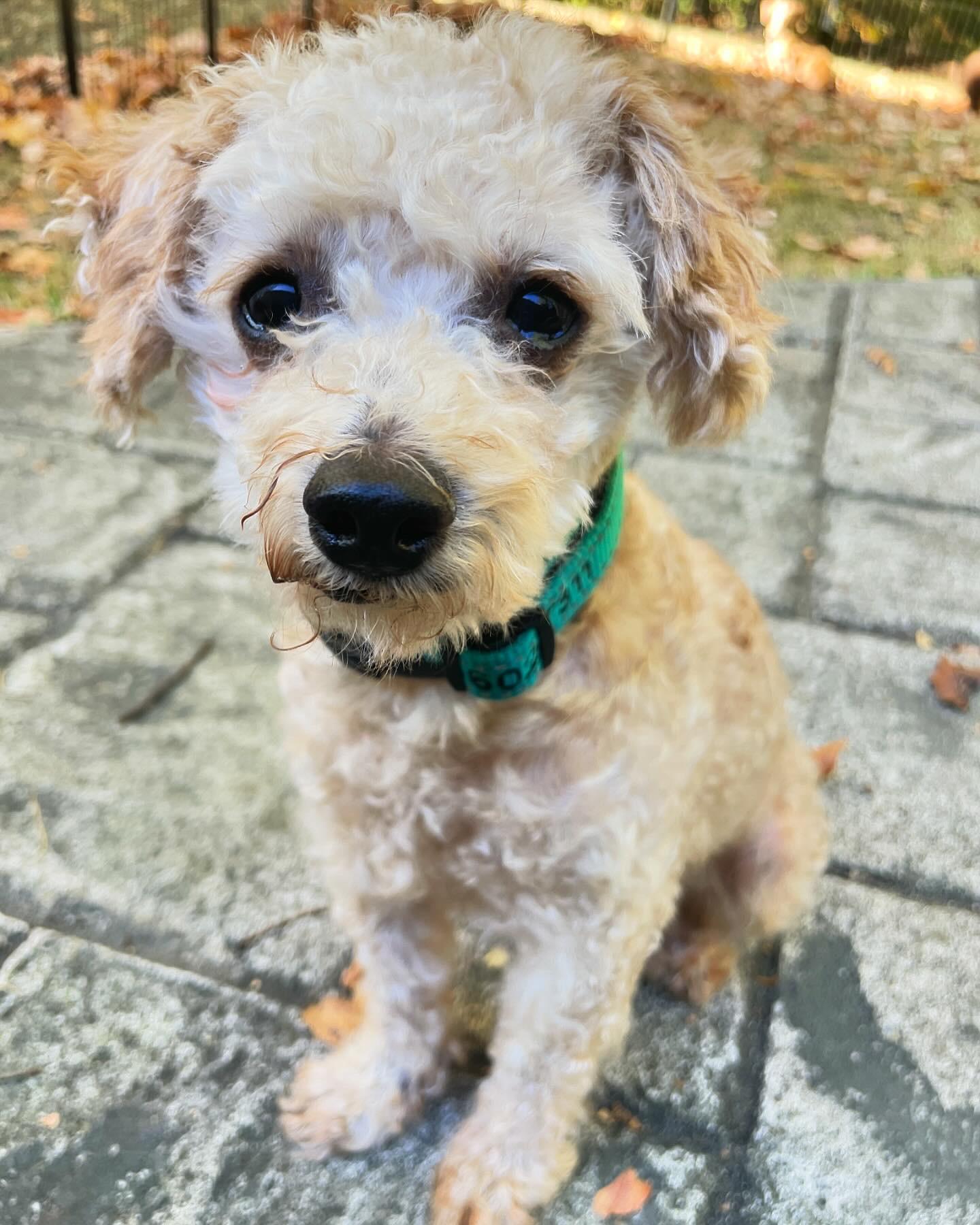 Enlarge Lucky, a Adopted Cavapoo in Fort Wayne, IN image 1/3