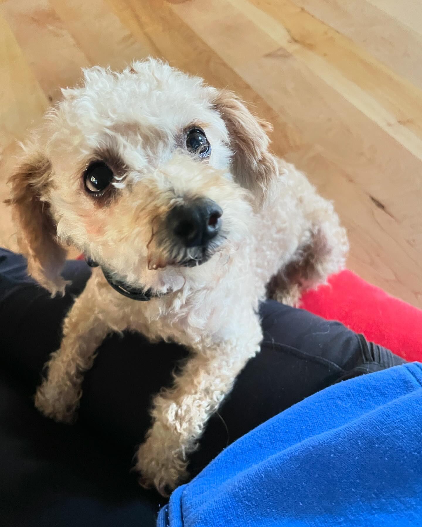 Enlarge Lucky, a Adopted Cavapoo in Fort Wayne, IN image 2/3