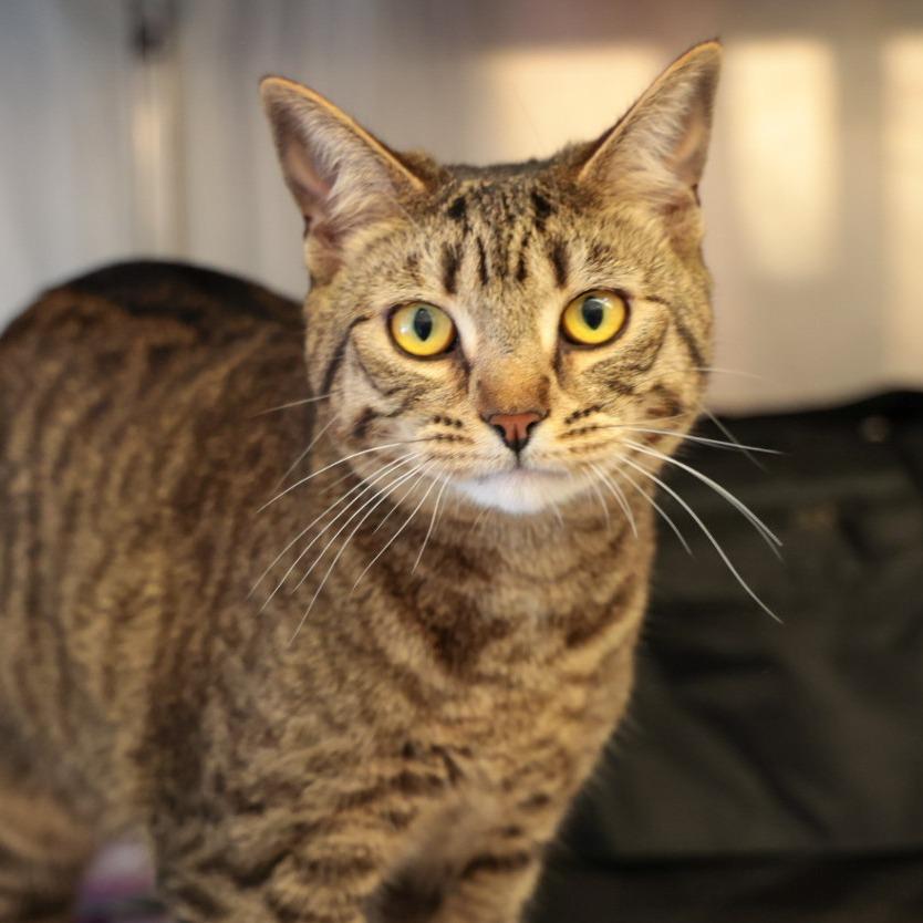 Cantaloupe, Adoptable, Adult Female Domestic Short Hair.