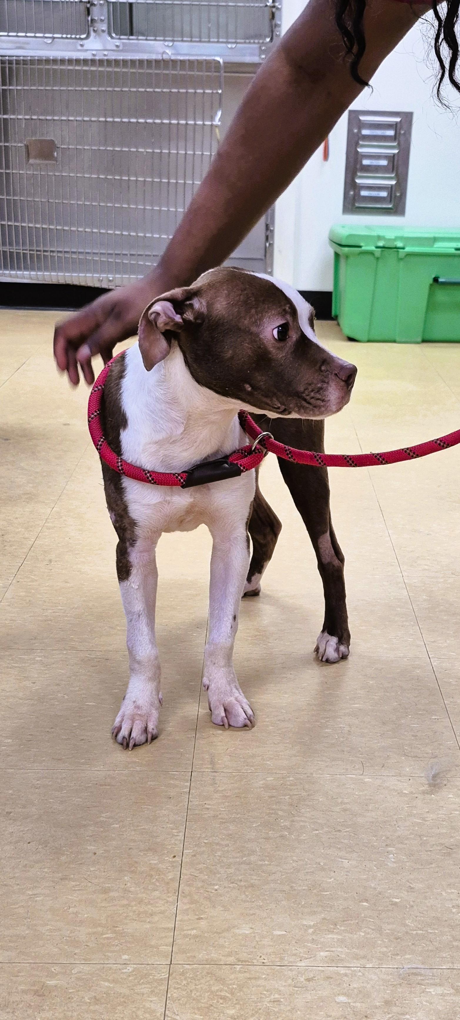 Enlarge Cinnamon, a ADOPTABLE mixed breed in Tallahassee, FL image 2/5