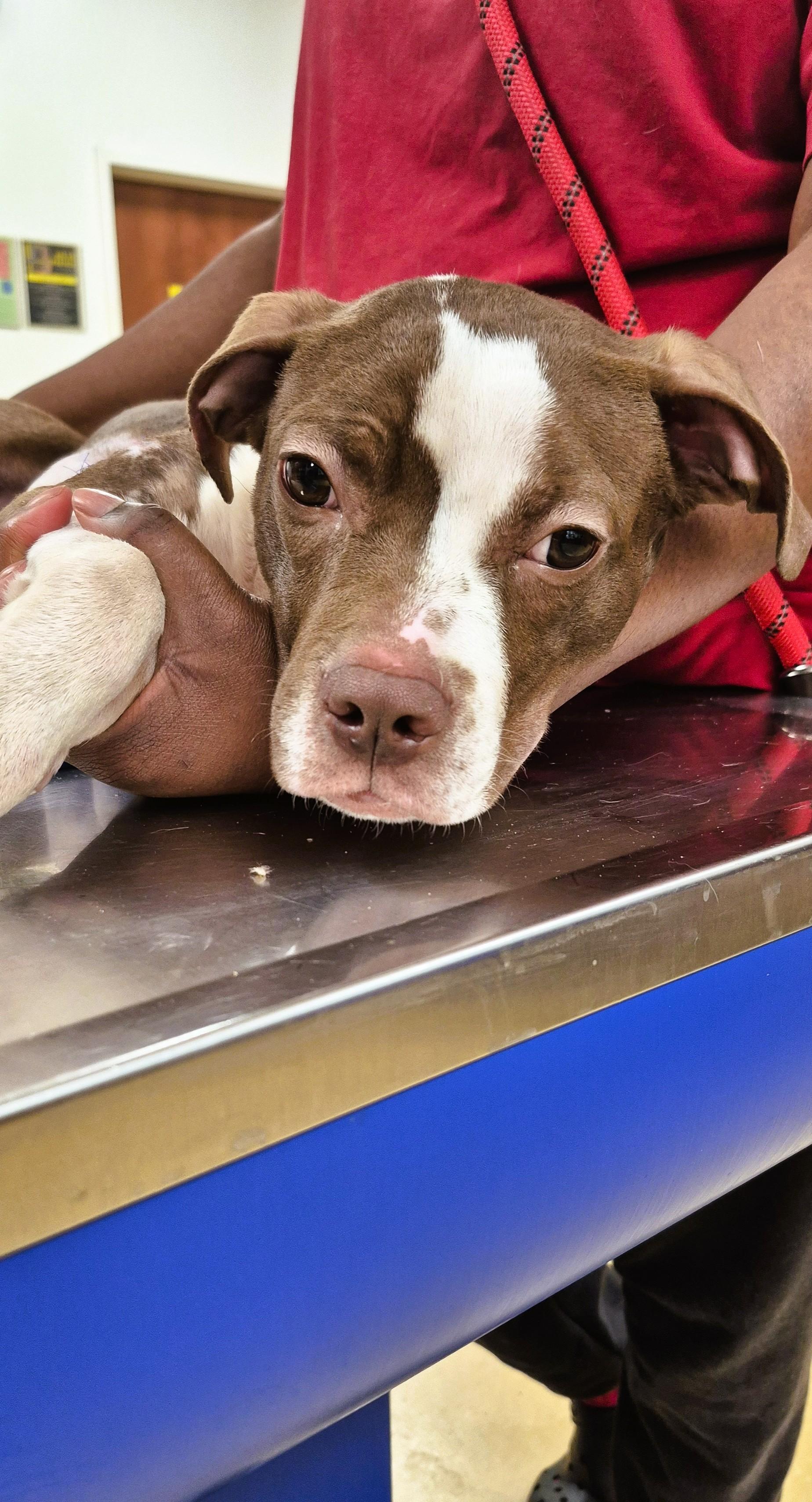 Enlarge Cinnamon, a ADOPTABLE mixed breed in Tallahassee, FL image 3/5