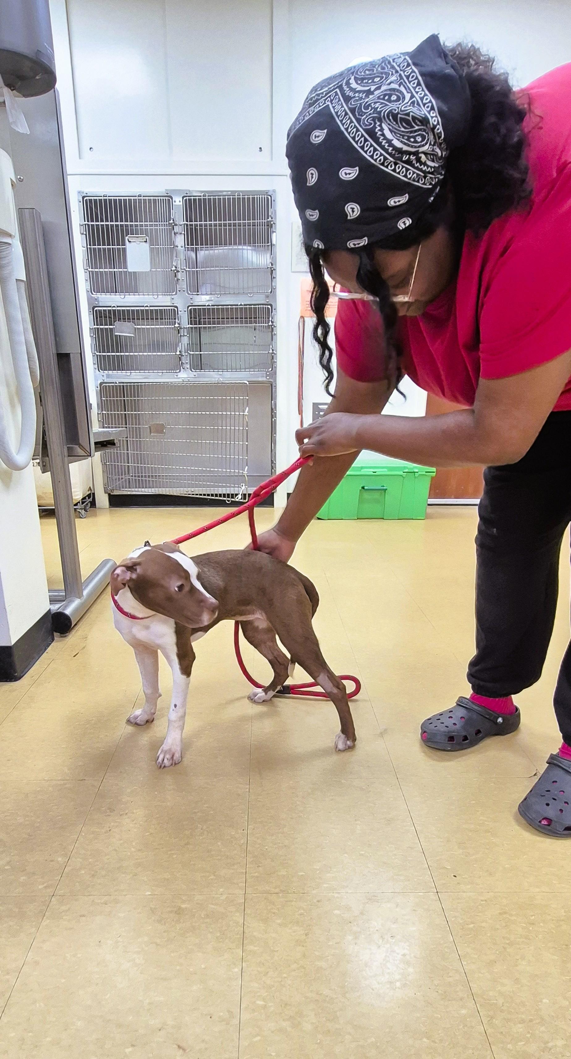 Enlarge Cinnamon, a ADOPTABLE mixed breed in Tallahassee, FL image 1/5