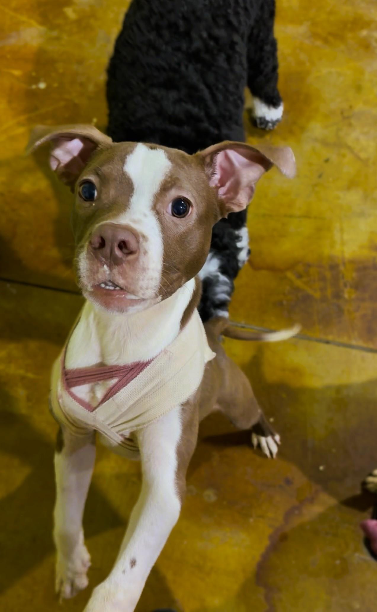 Enlarge Cinnamon, a ADOPTABLE mixed breed in Tallahassee, FL image 5/5
