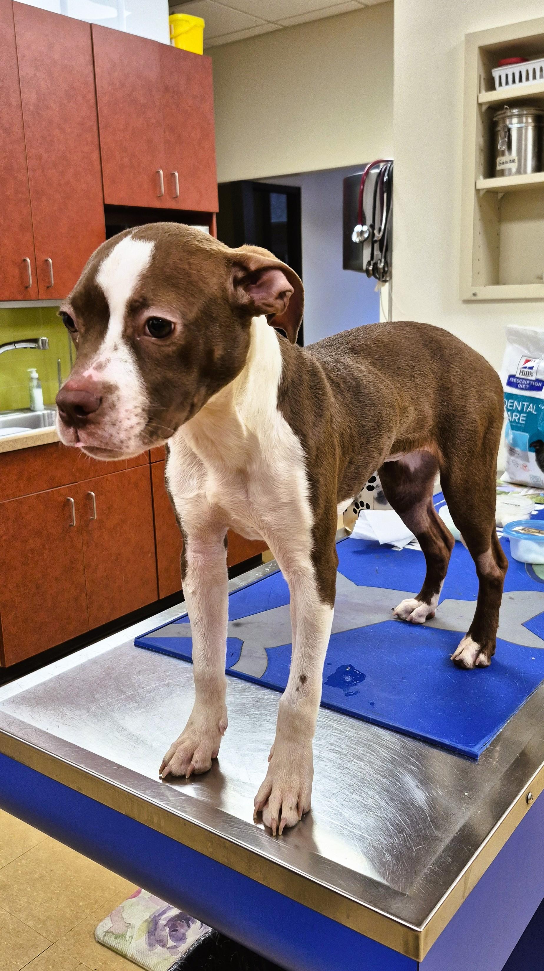 Enlarge Cinnamon, a ADOPTABLE mixed breed in Tallahassee, FL image 4/5
