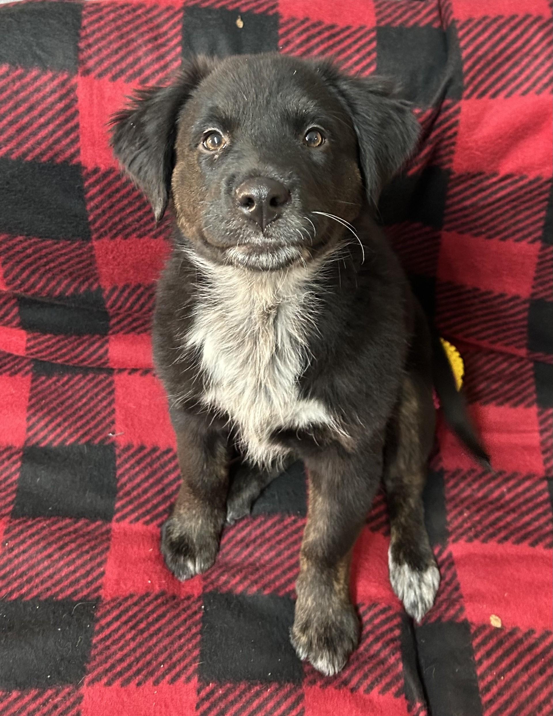 Ollie, ADOPTABLE, Puppy Female Bernese Mountain Dog & Black Labrador Retriever.