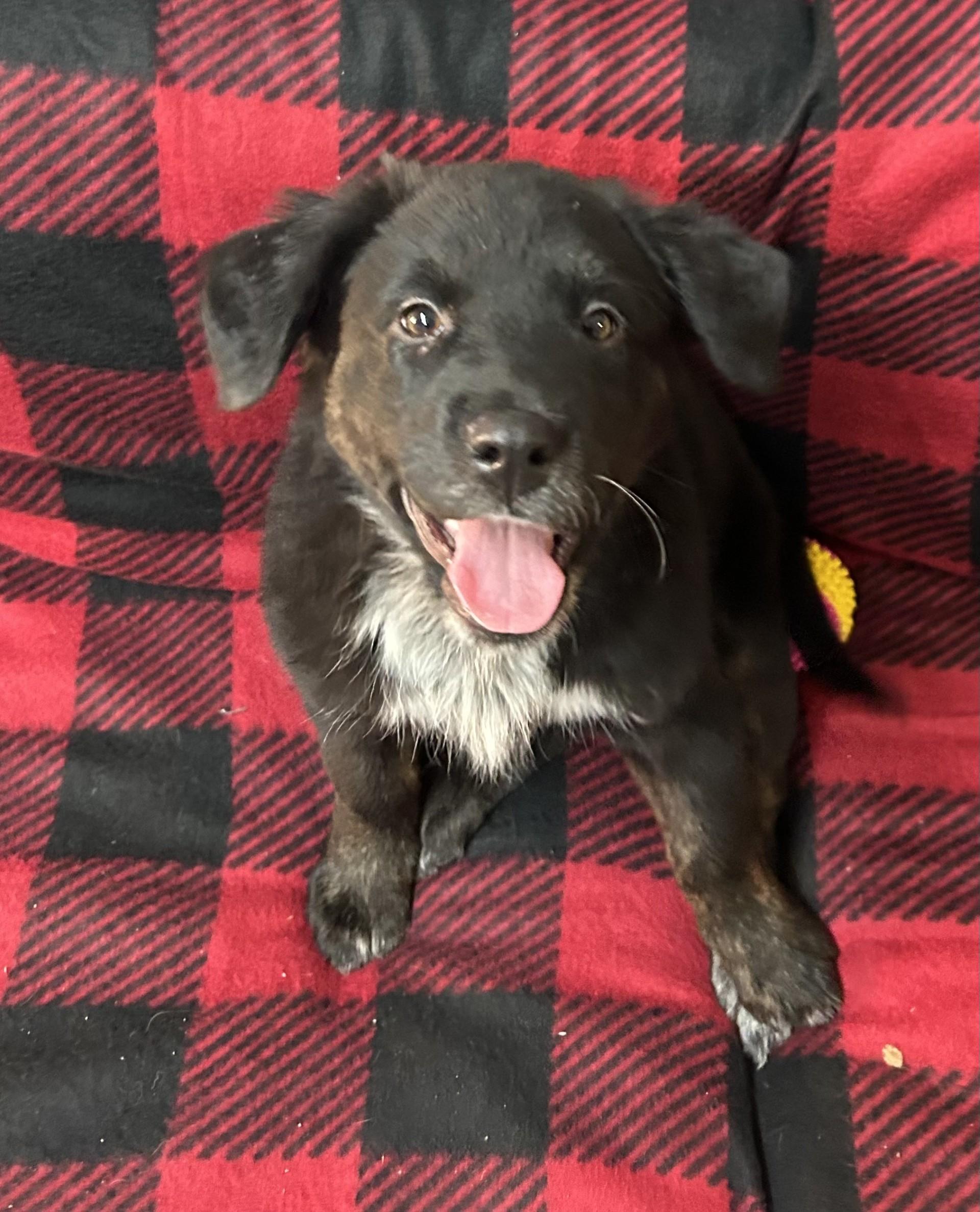 Ollie, a ADOPTABLE mixed breed in Grove, OK image 2/2