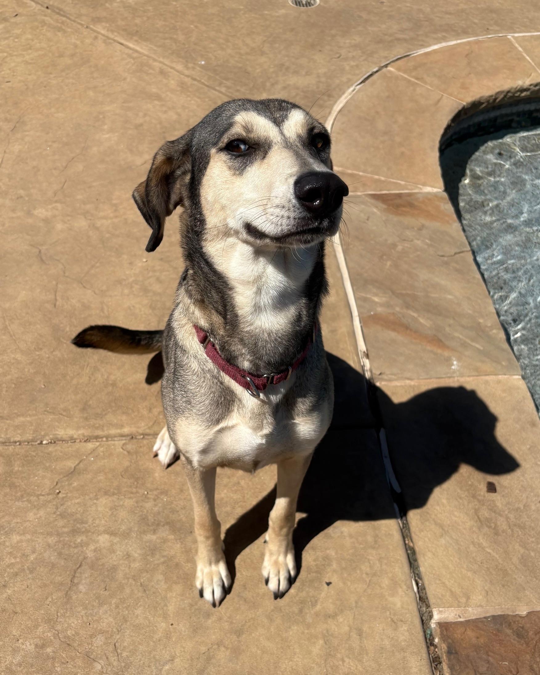 Enlarge Athena, a Adoptable mixed breed in Fort Worth , TX image 1/5