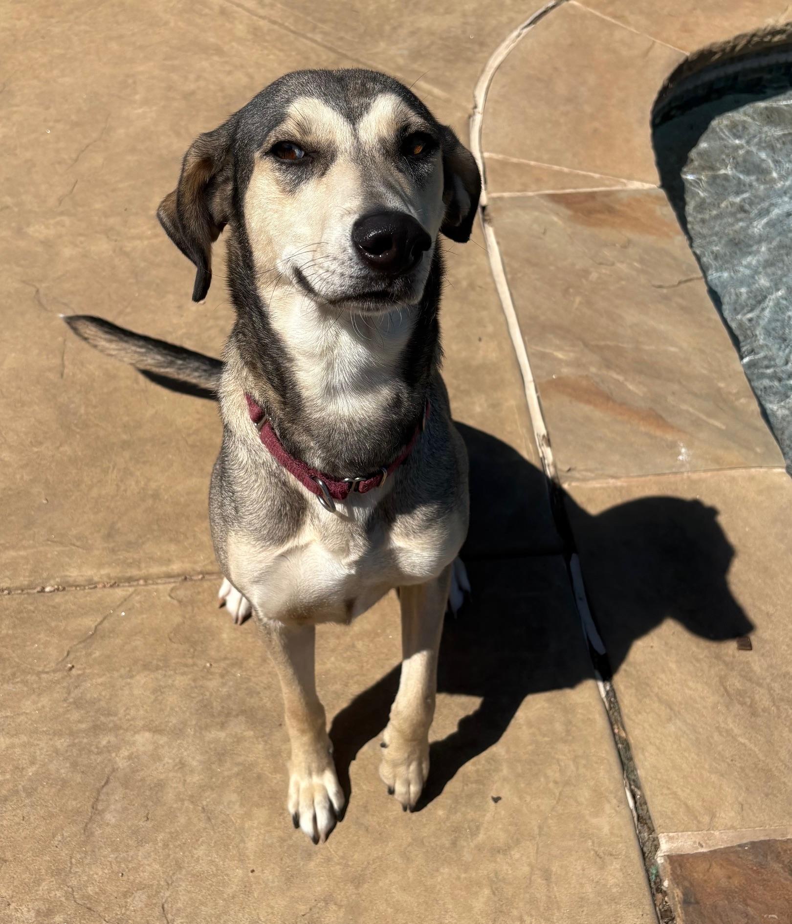 Athena, an adoptable Siberian Husky, Greyhound in Fort Worth , TX, 76112 | Photo Image 2