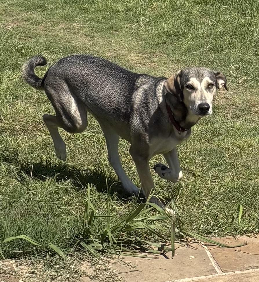 Athena, an adoptable Siberian Husky, Greyhound in Fort Worth , TX, 76112 | Photo Image 4