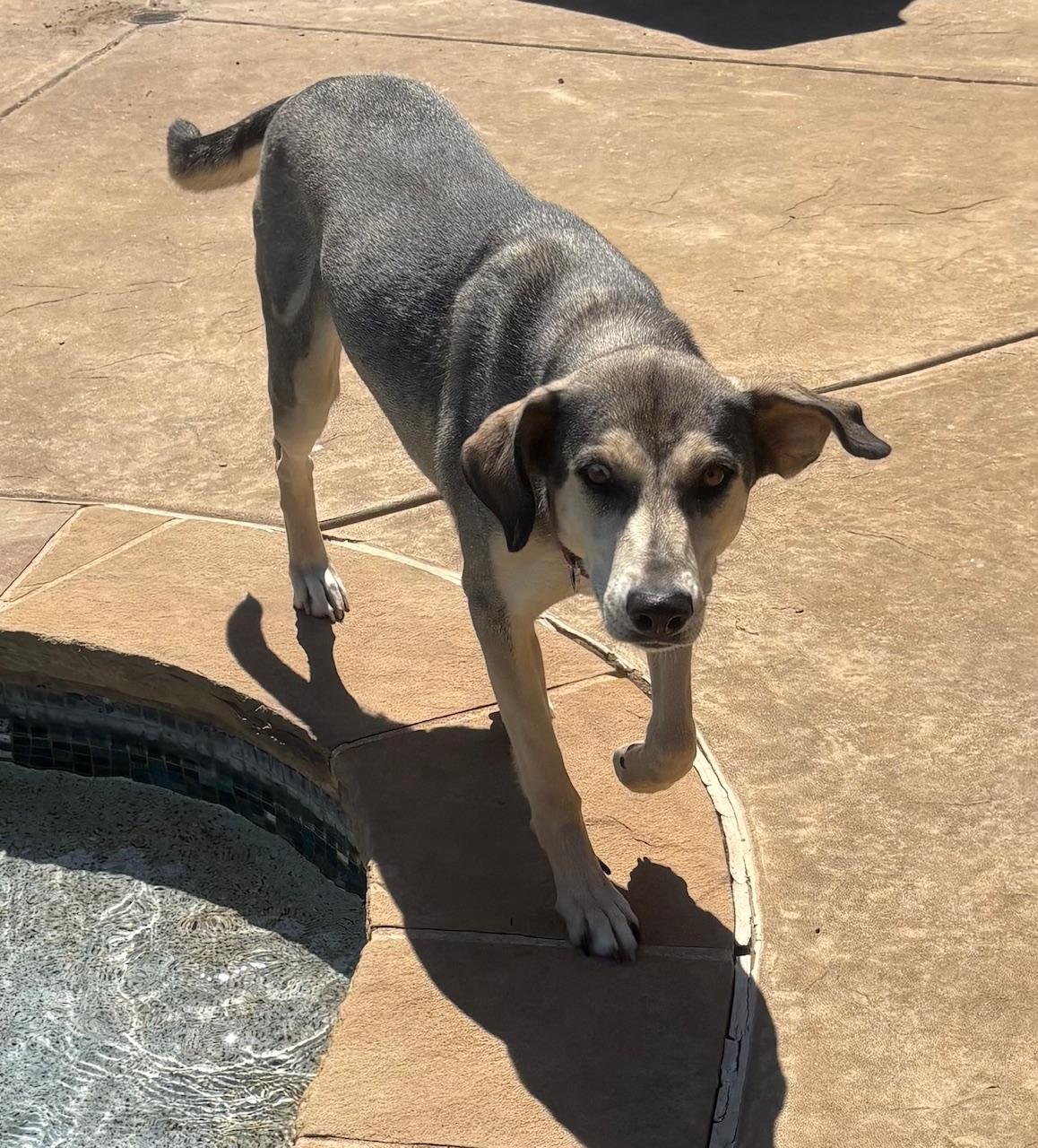 Enlarge Athena, a Adoptable mixed breed in Fort Worth , TX image 3/5