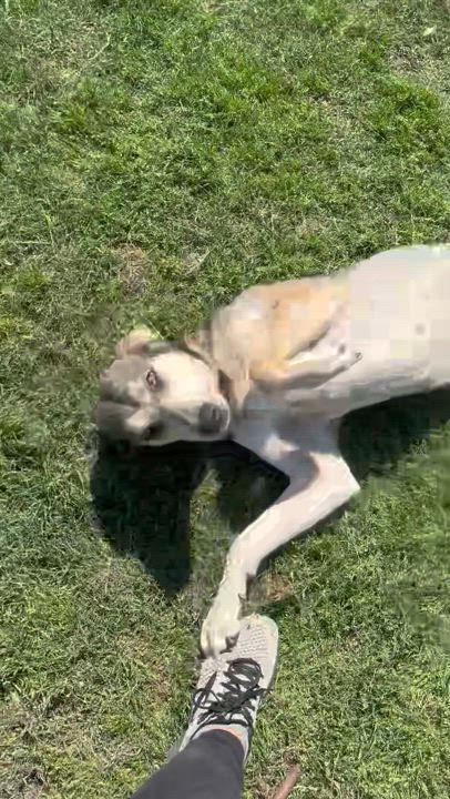 Enlarge Athena, a Adoptable mixed breed in Fort Worth , TX video 4/5