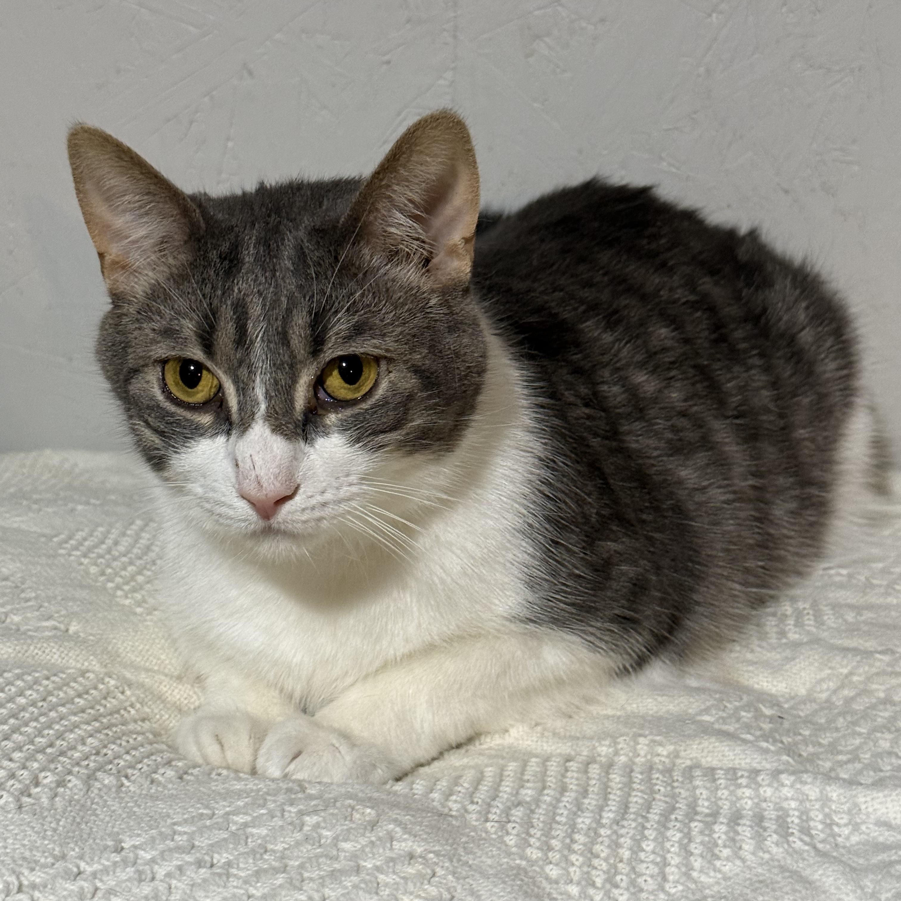 Casper, a Adoptable mixed breed in Newton, IL image 1/6