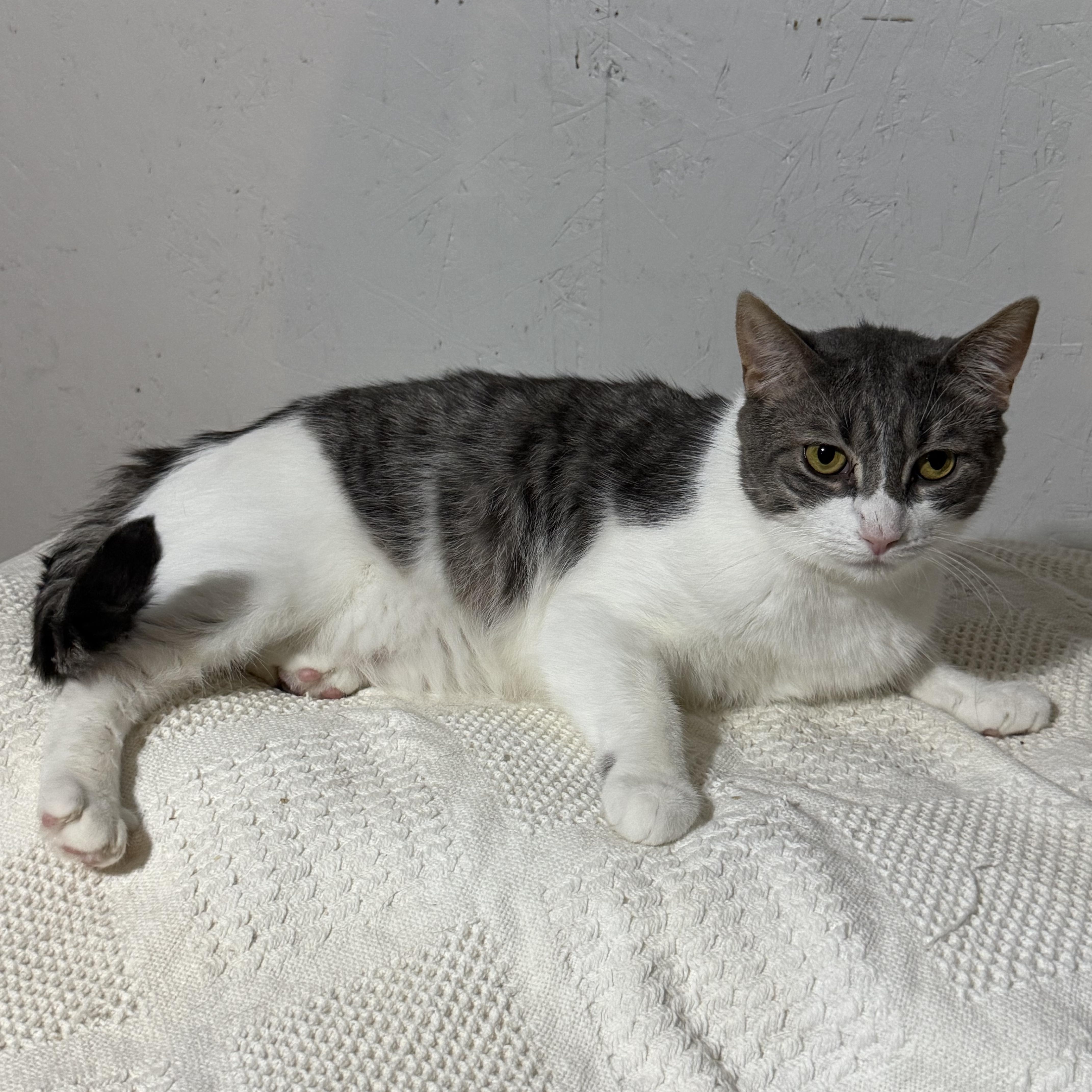 Casper, a Adoptable mixed breed in Newton, IL image 3/6