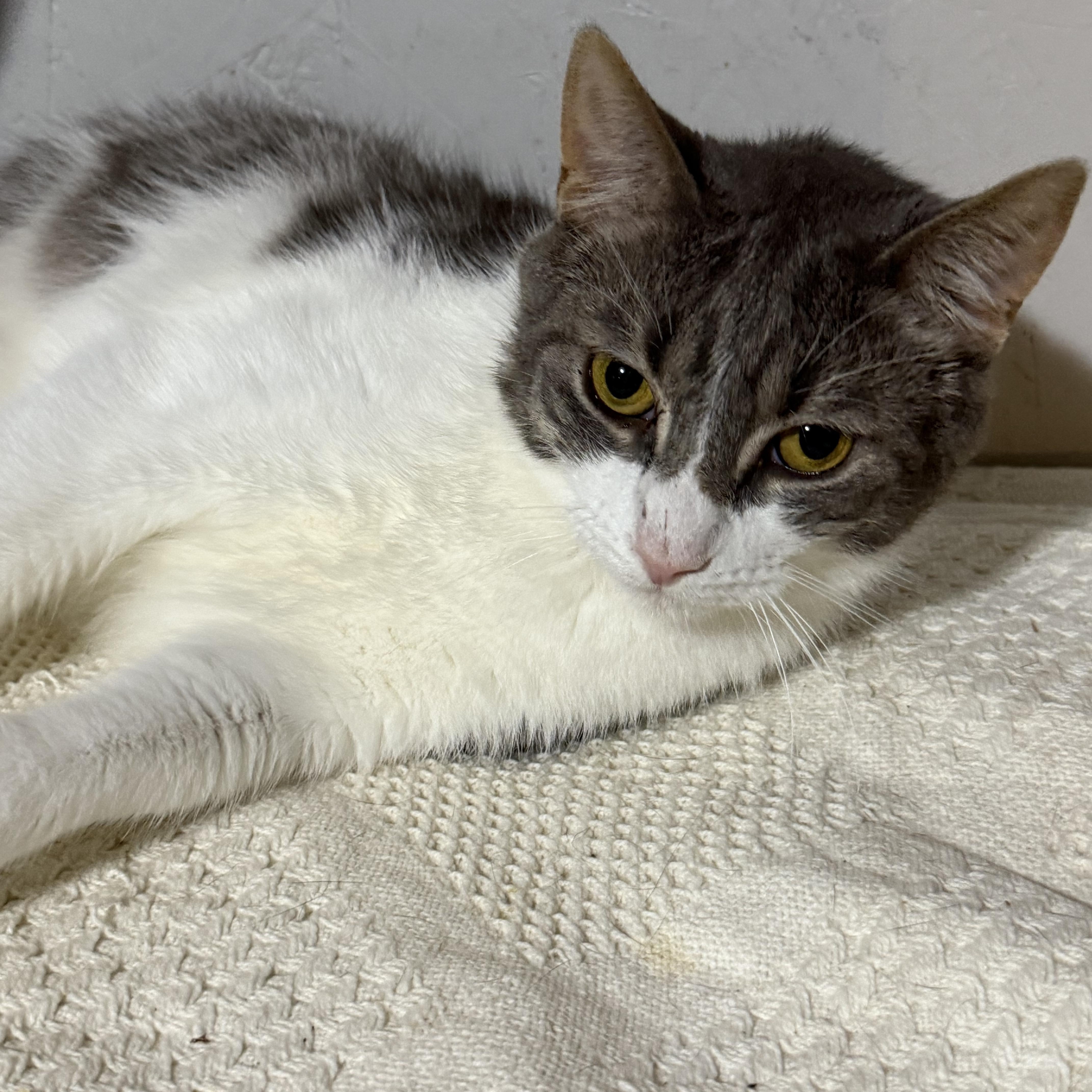 Casper, a Adoptable mixed breed in Newton, IL image 4/6