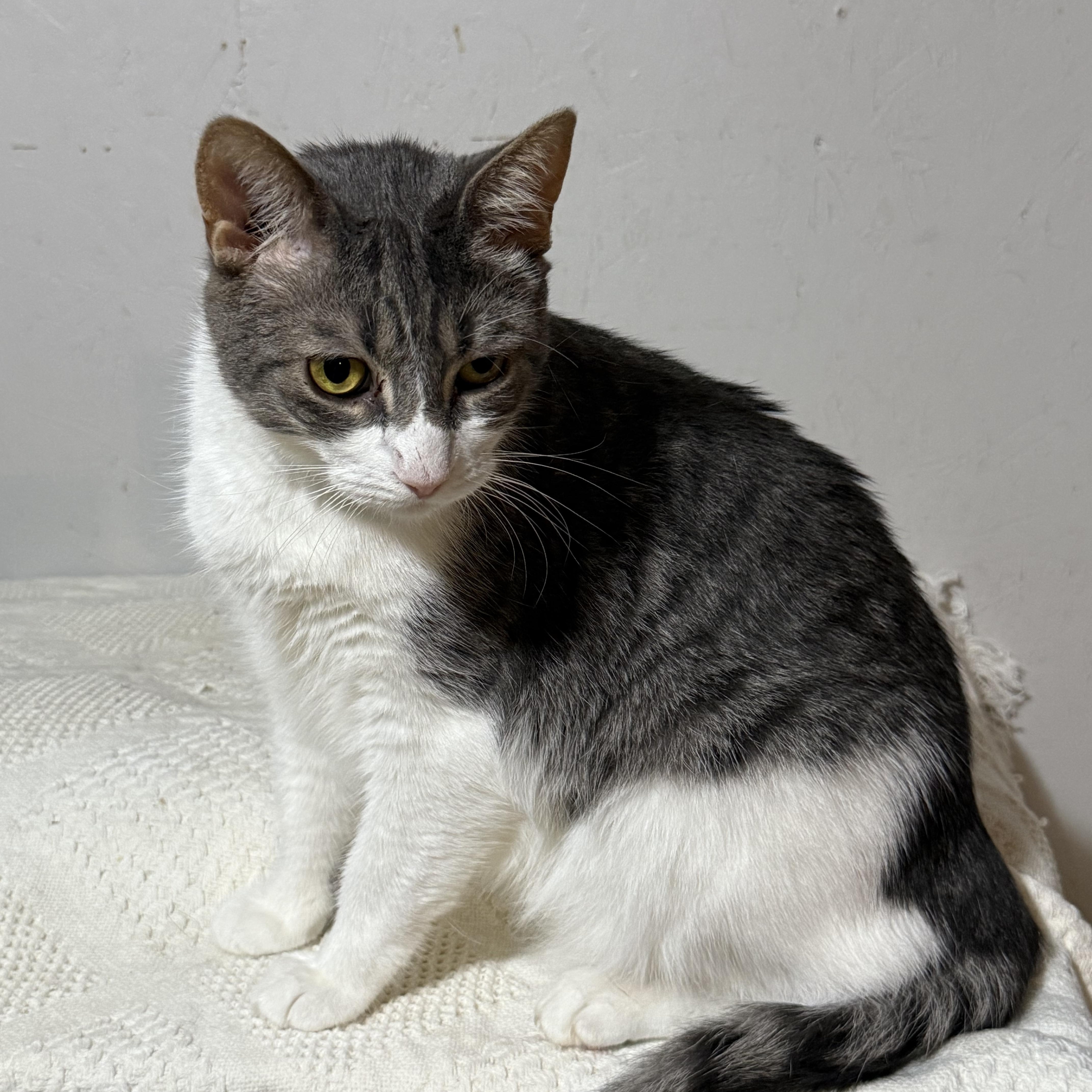 Casper, a Adoptable mixed breed in Newton, IL image 5/6