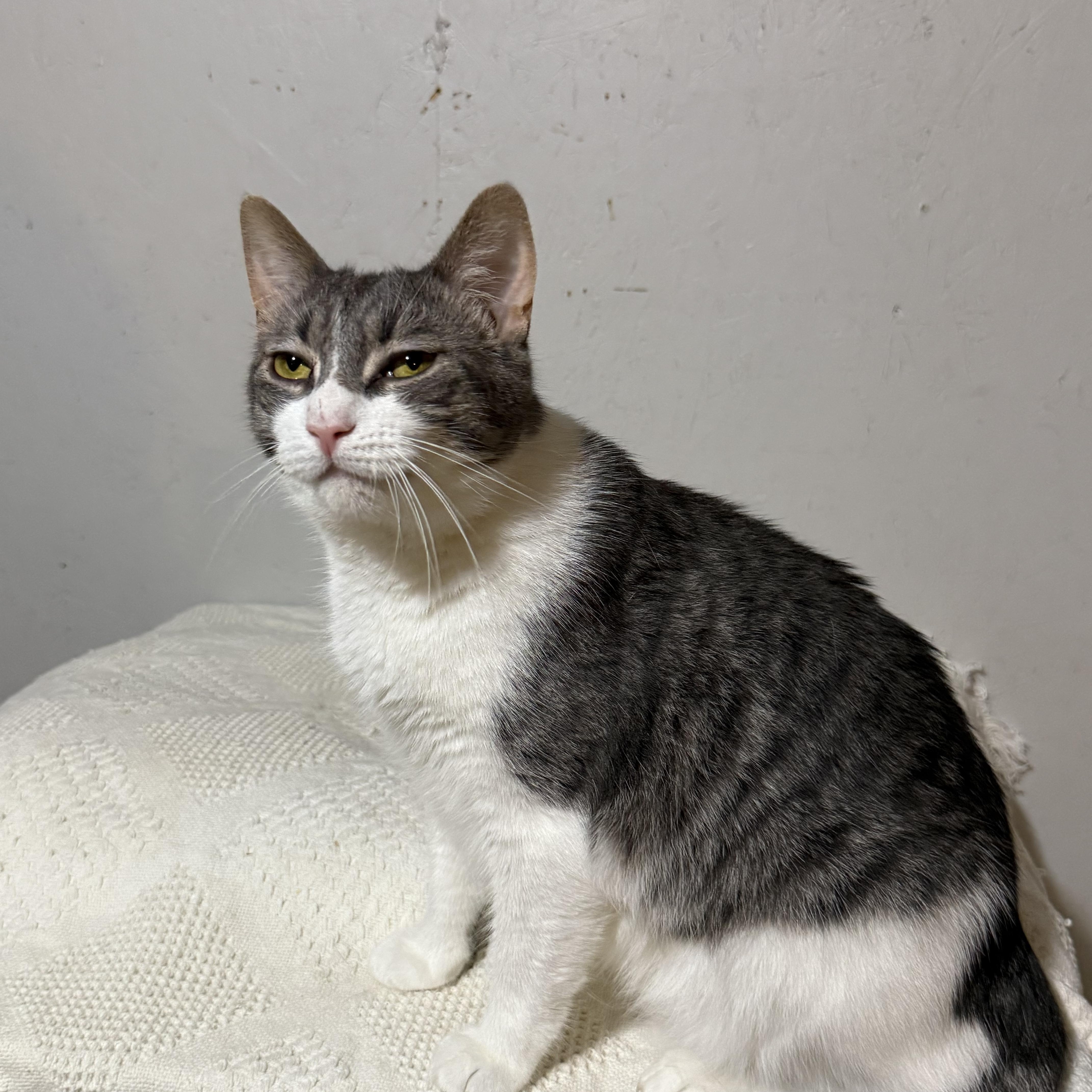 Casper, a Adoptable mixed breed in Newton, IL image 6/6