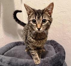 Enlarge Jill, a ADOPTABLE Domestic Short Hair in Lebanon, PA image 1/1