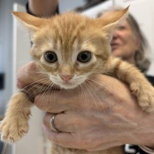 Archie, Adoptable, Kitten Male Domestic Short Hair.
