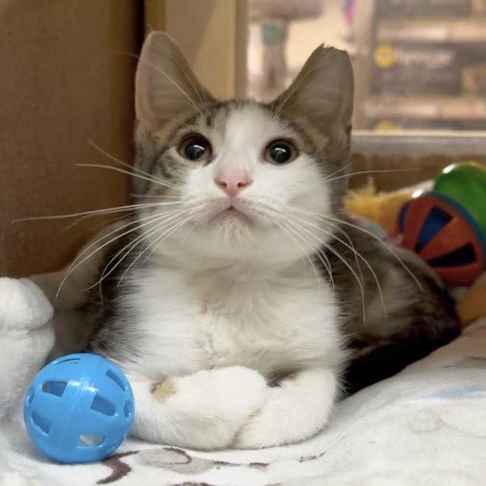 Enlarge Hesn, a Adoptable Domestic Short Hair in Panama City Beach, FL image 1/2