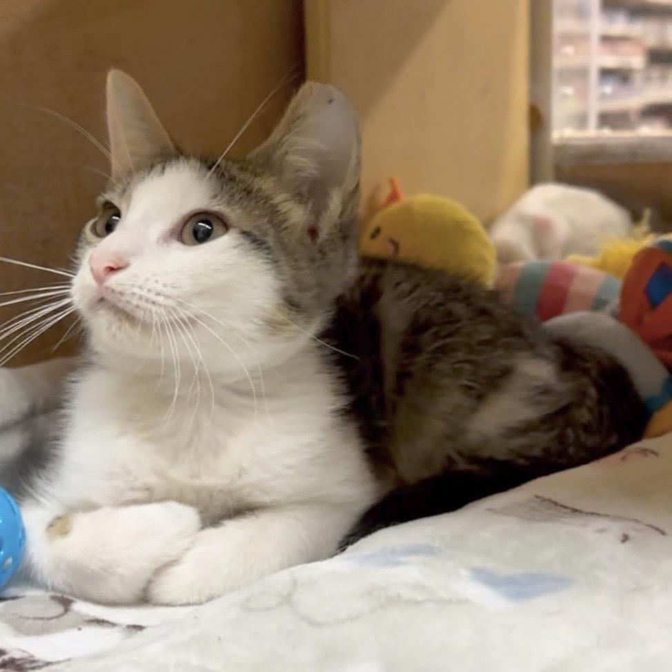 Enlarge Hesn, a Adoptable Domestic Short Hair in Panama City Beach, FL image 2/2
