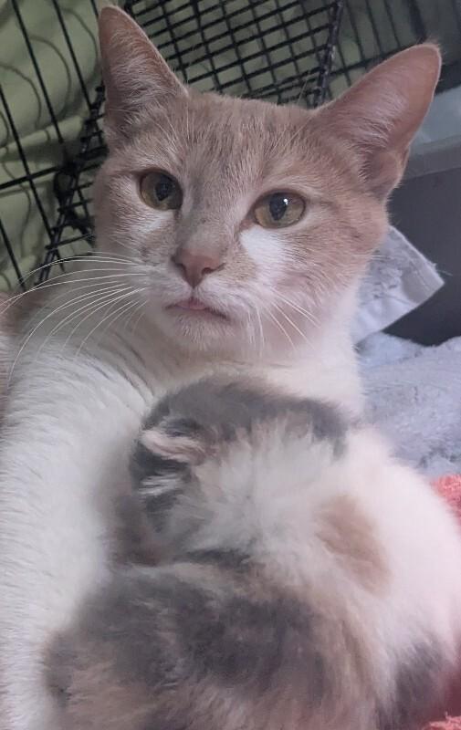 Enlarge Mama Tot, a Adoptable Domestic Short Hair in Grand Rapids, MI image 1/5