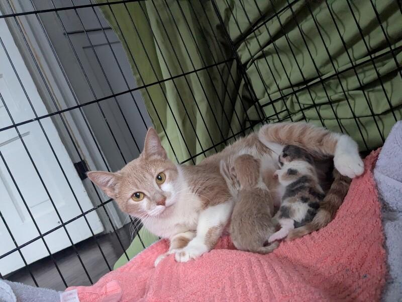 Enlarge Mama Tot, a Adoptable Domestic Short Hair in Grand Rapids, MI image 2/5