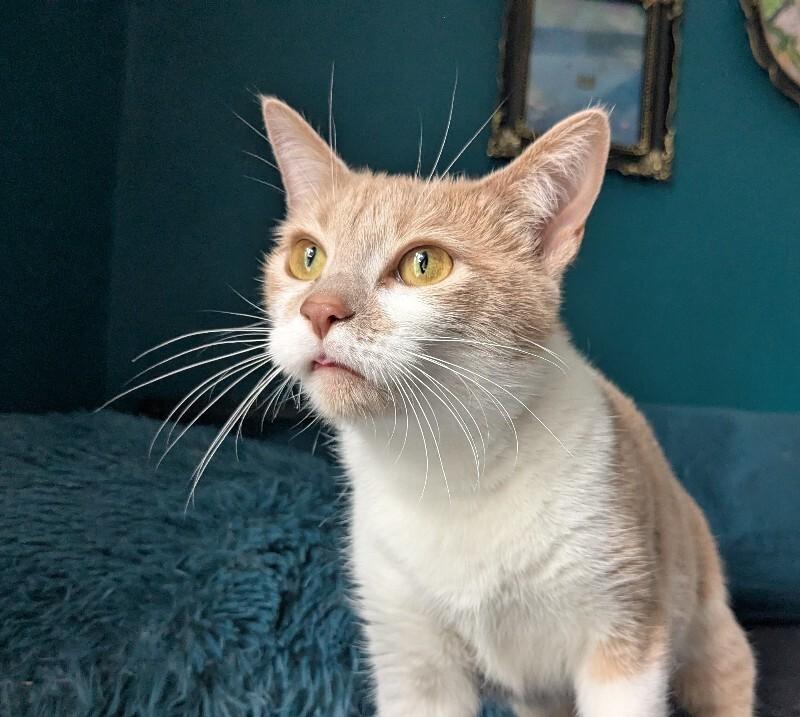 Enlarge Mama Tot, a Adoptable Domestic Short Hair in Grand Rapids, MI image 3/5