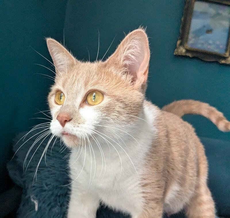 Enlarge Mama Tot, a Adoptable Domestic Short Hair in Grand Rapids, MI image 4/5