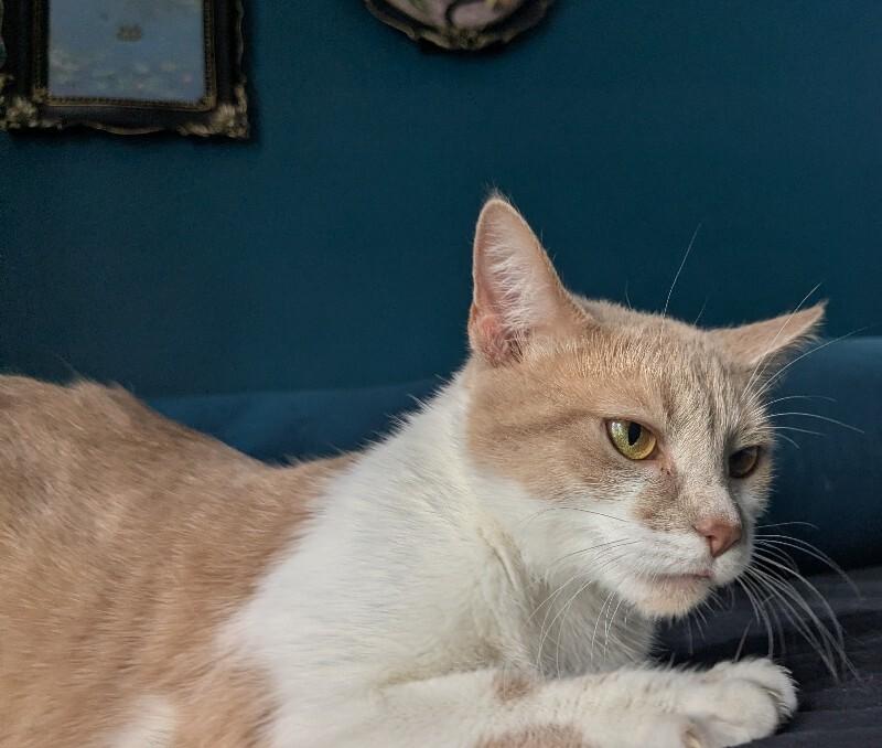 Enlarge Mama Tot, a Adoptable Domestic Short Hair in Grand Rapids, MI image 5/5