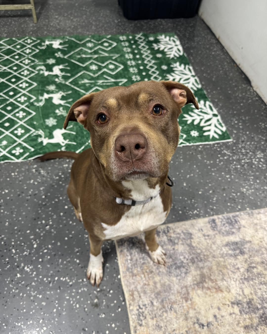 Stormy, adopted, Young Female Pit Bull Terrier.