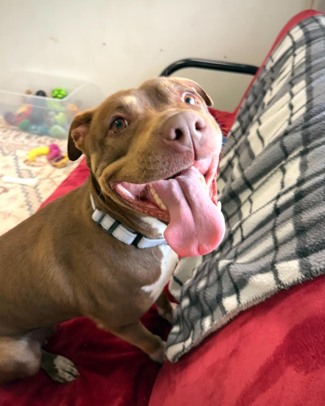 Stormy, an adopted mixed breed in Youngstown, OH image 4/4