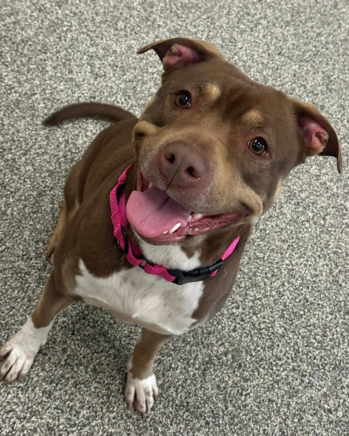 Stormy, an adopted mixed breed in Youngstown, OH image 3/4