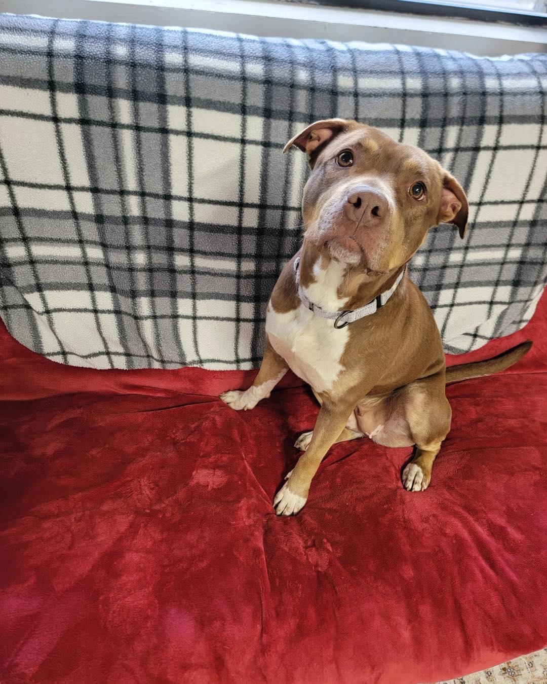 Stormy, an adopted mixed breed in Youngstown, OH image 2/4