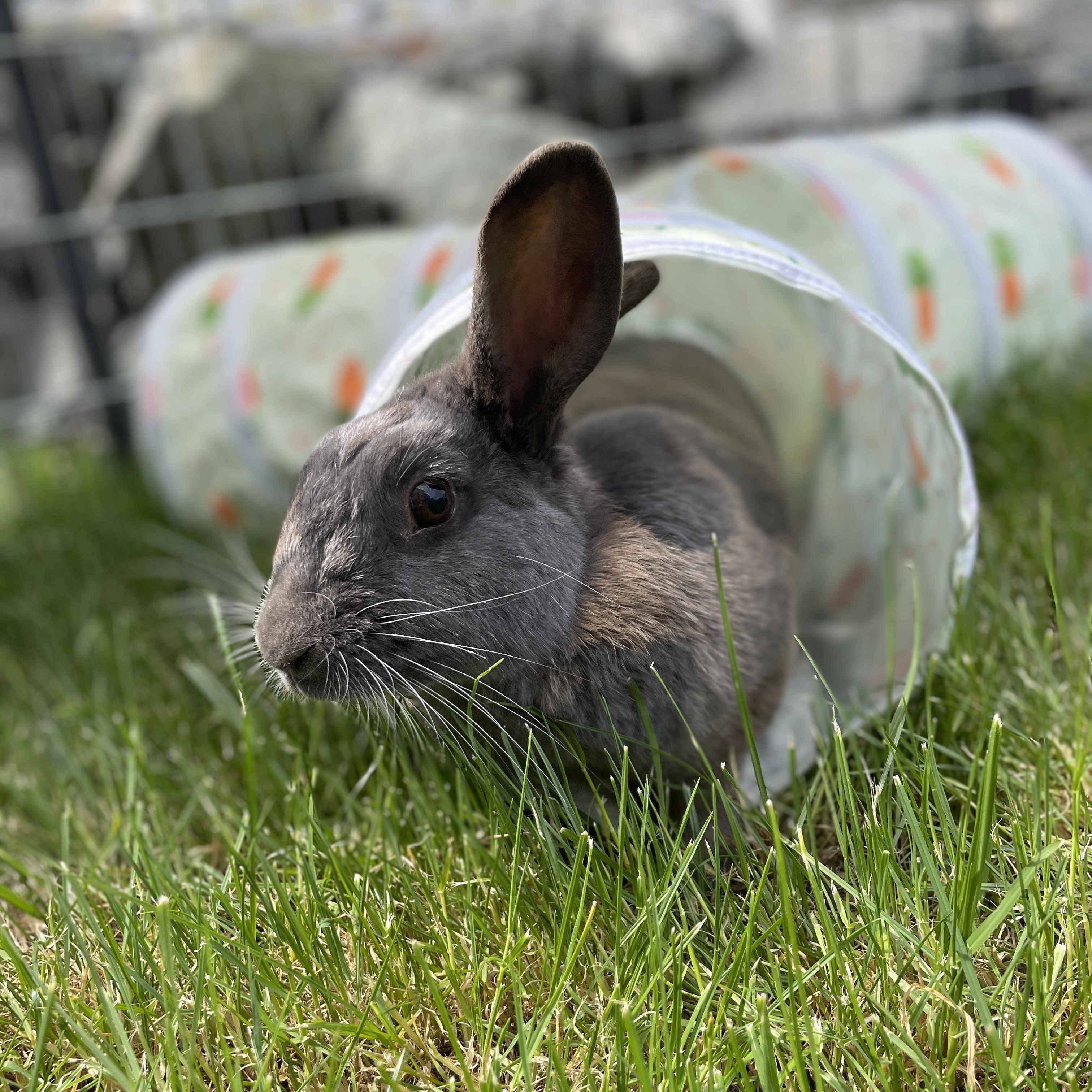 Jelly Bean, a ADOPTABLE mixed breed in Ferndale, WA image 2/6