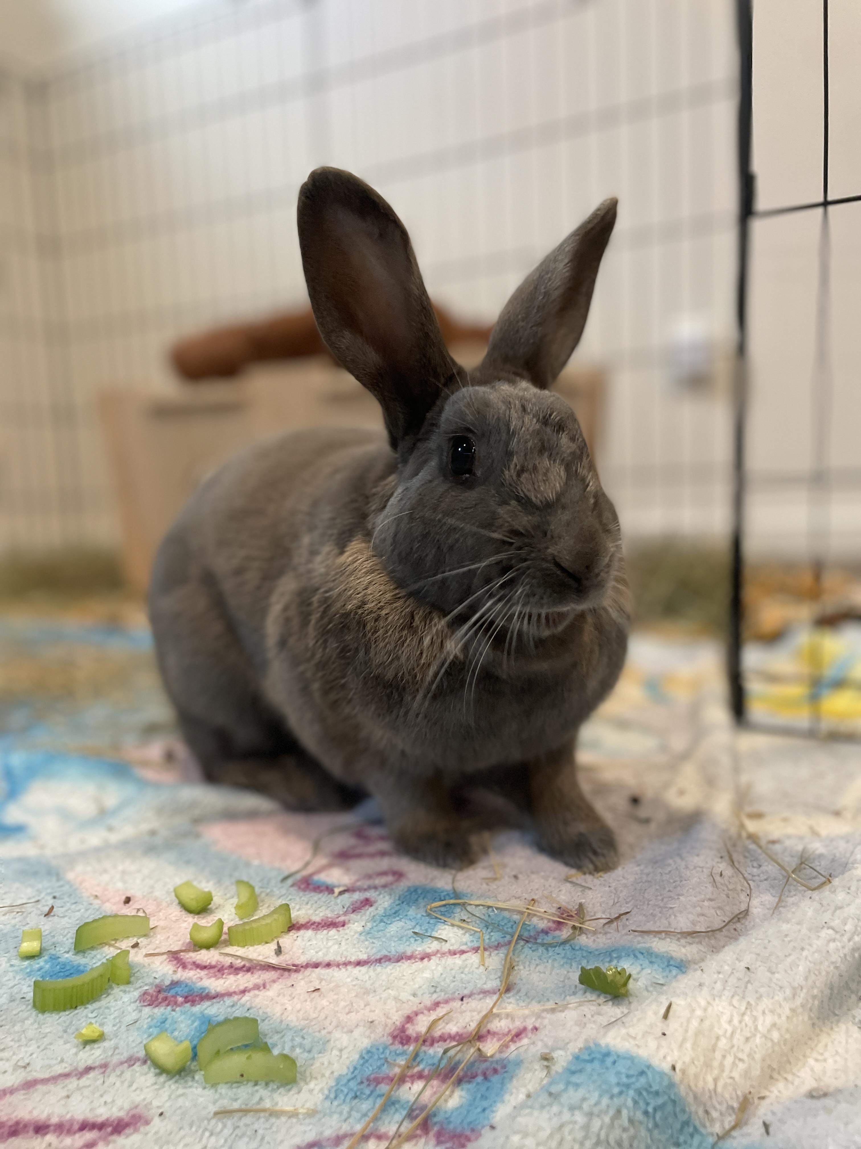 Jelly Bean, a ADOPTABLE mixed breed in Ferndale, WA image 3/6