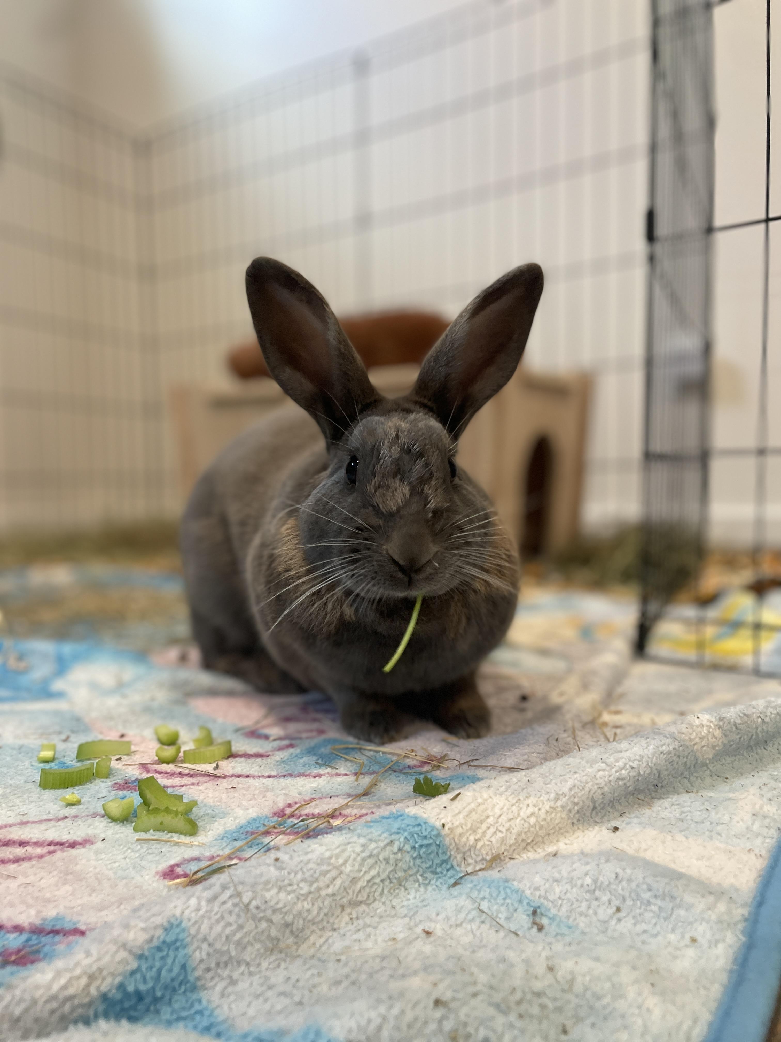 Jelly Bean, ADOPTABLE, Young Female American & Rex.