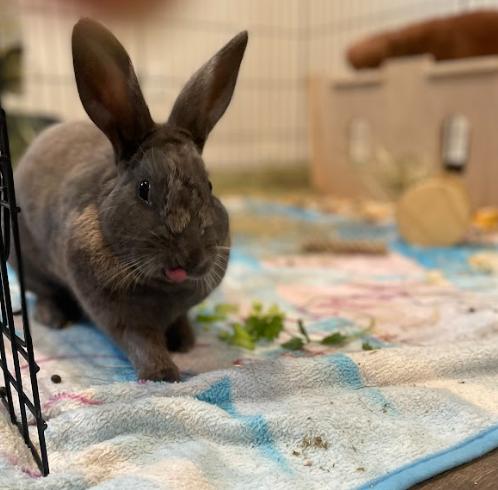Jelly Bean, a ADOPTABLE mixed breed in Ferndale, WA image 5/6