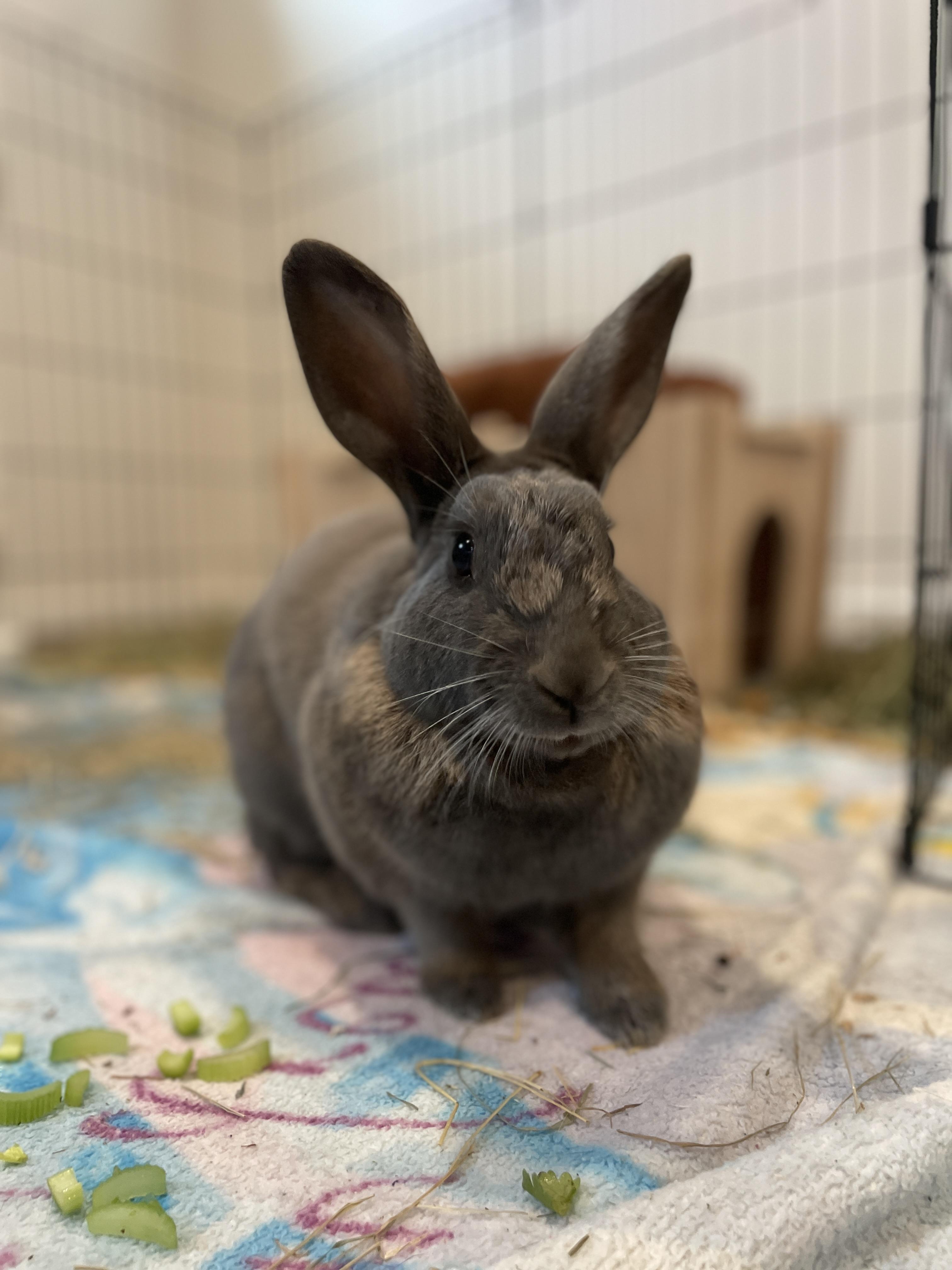 Jelly Bean, a ADOPTABLE mixed breed in Ferndale, WA image 6/6