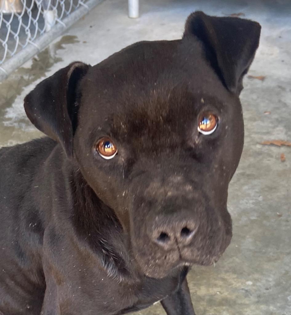 Enlarge Rylo, a Adoptable Pit Bull Terrier in Swainsboro, GA image 1/3