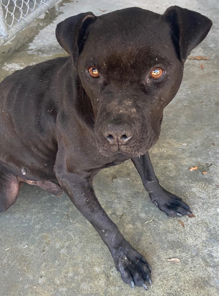 Enlarge Rylo, a Adoptable Pit Bull Terrier in Swainsboro, GA image 2/3