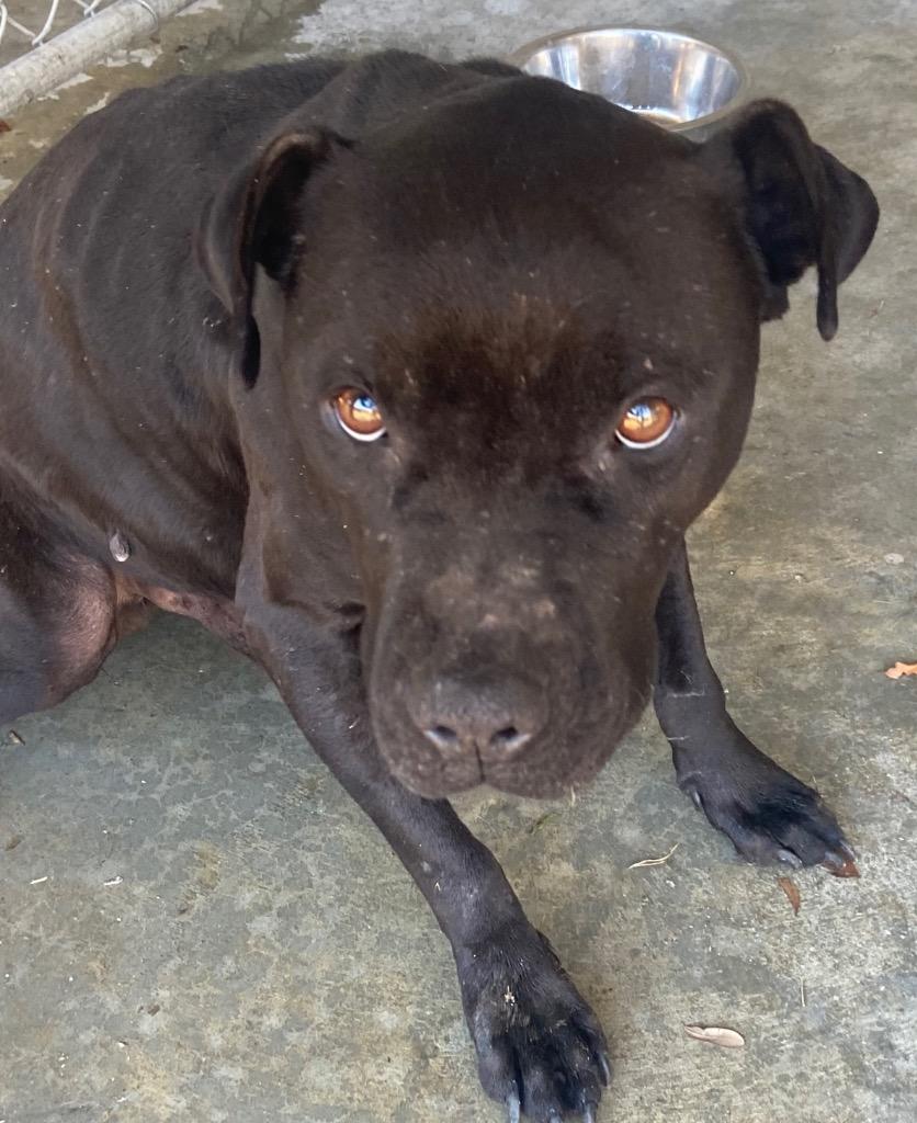 Enlarge Rylo, a Adoptable Pit Bull Terrier in Swainsboro, GA image 3/3