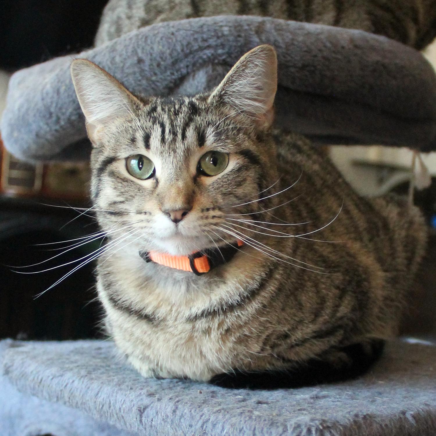 Parrot, Adoptable, Young Female Domestic Short Hair.