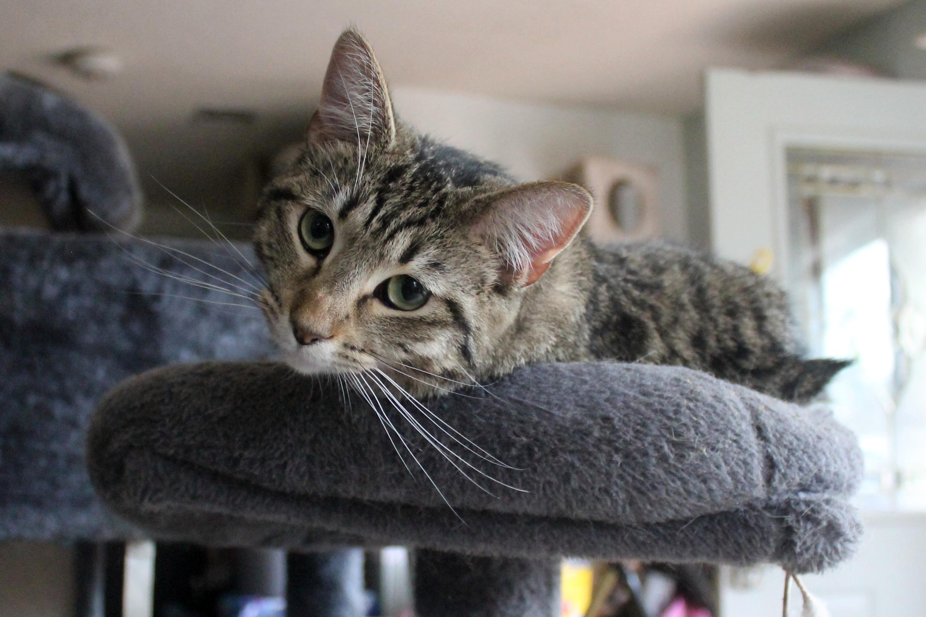 Enlarge Parrot, a Adoptable Domestic Short Hair in Guthrie, OK image 5/6