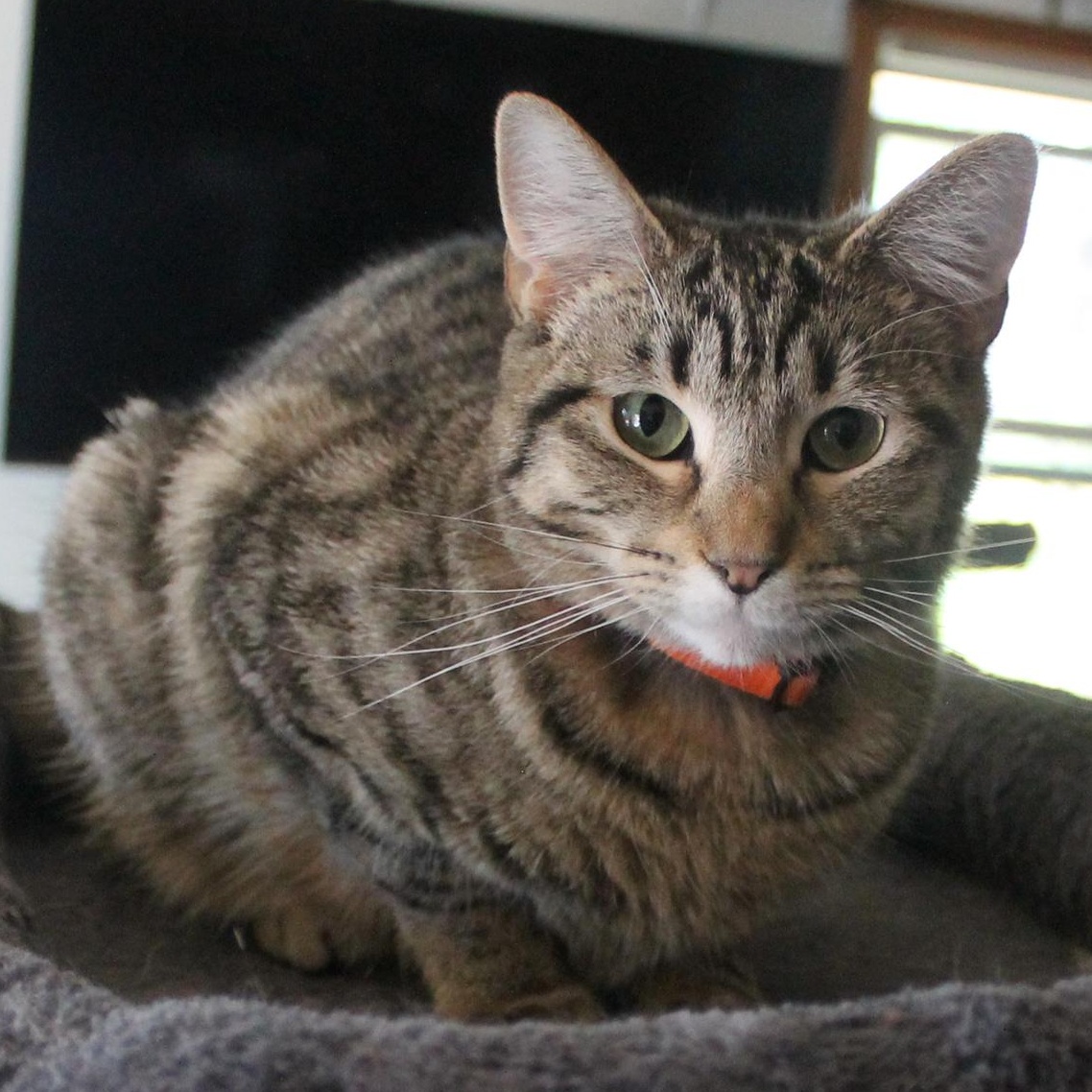 Enlarge Parrot, a Adoptable Domestic Short Hair in Guthrie, OK image 4/6