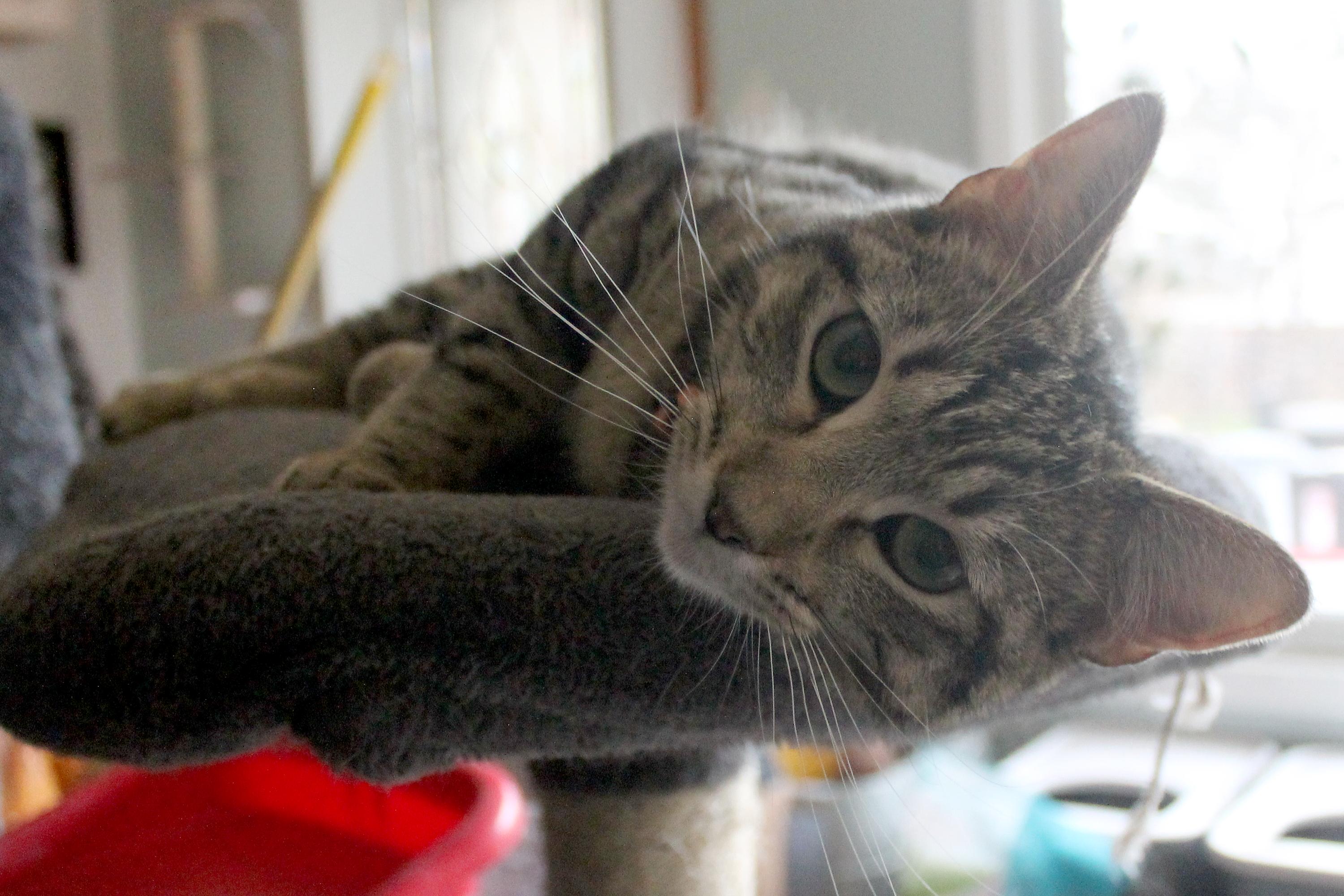 Enlarge Parrot, a Adoptable Domestic Short Hair in Guthrie, OK image 2/6