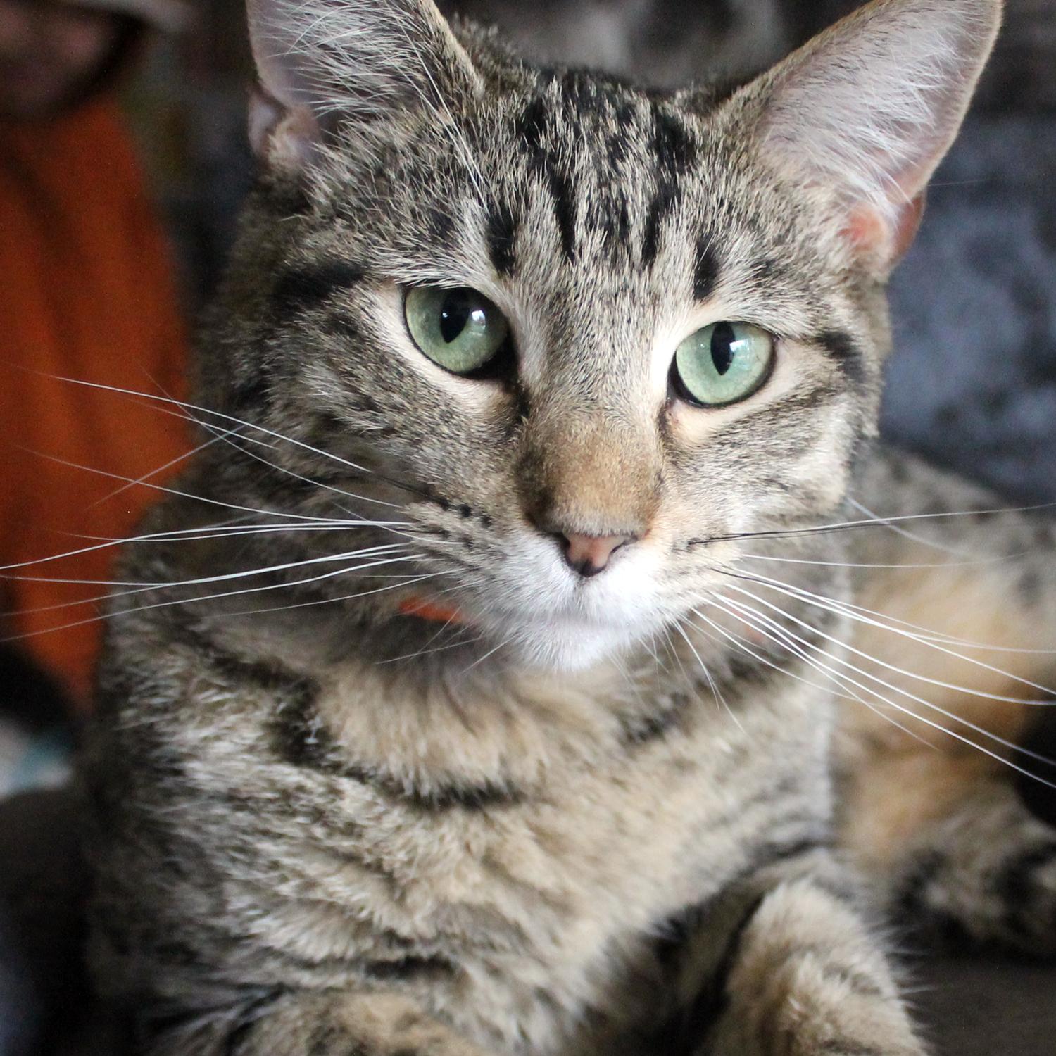 Enlarge Parrot, a Adoptable Domestic Short Hair in Guthrie, OK image 3/6